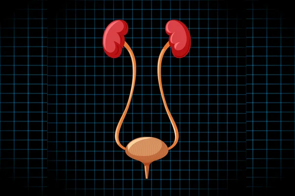Uncomplicated Urinary Tract Infections (UTI)